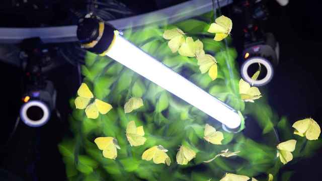 Mariposa limonera (Gonepteryx rhamni) volando alrededor de un tubo de luz ultravioleta en un laboratorio del Imperial College de Londres.