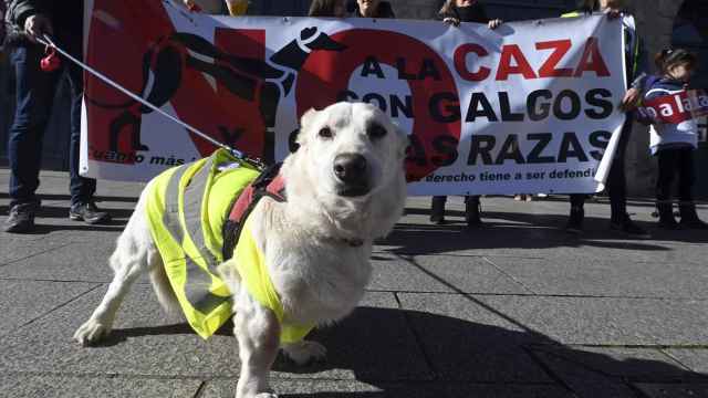 Un perrito durante la manifestación de 'No a la caza' en Burgos