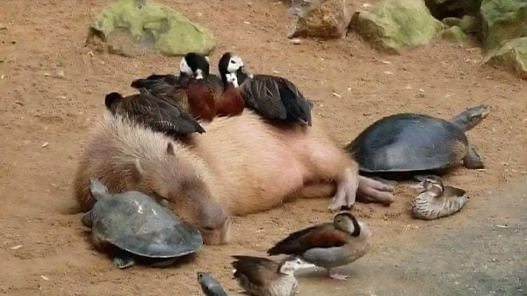 Capibara con otras especies.