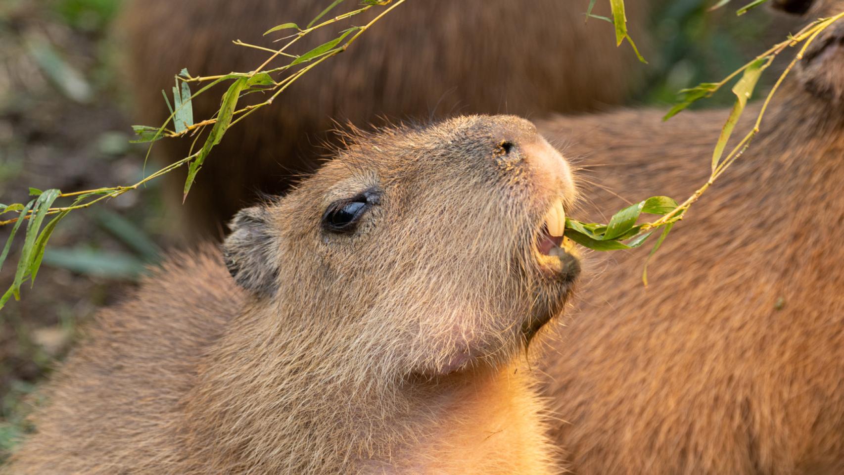 Capibara.