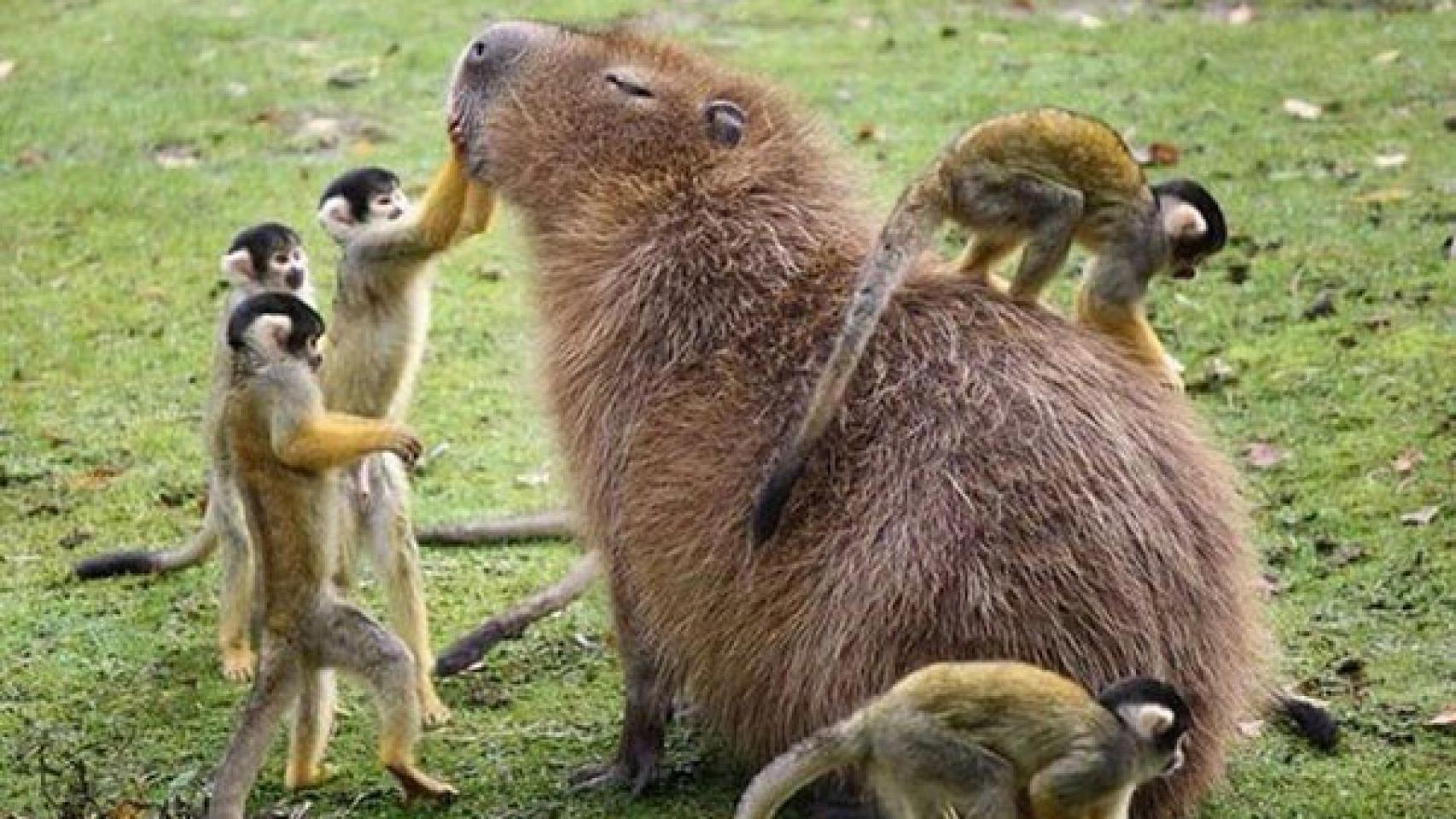 Capibara con monos.