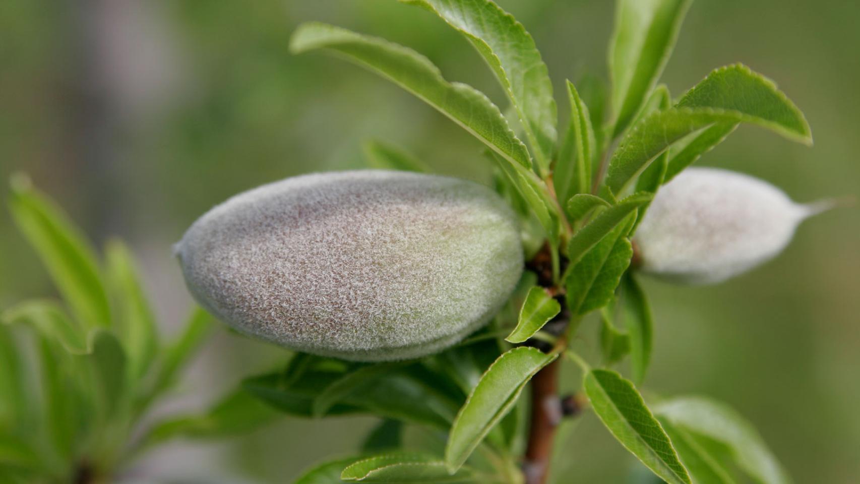 Almendras verdes en la rama del árbol.