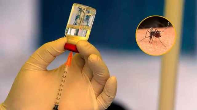 El mosquito tigre ('Aedes albopictus') es una especie transmisora del dengue.