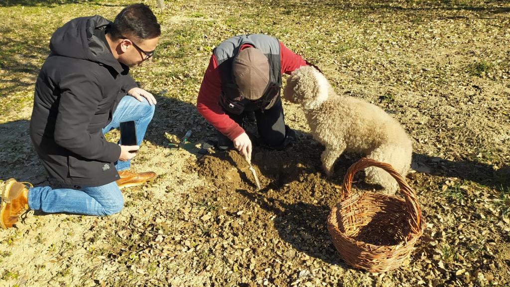 Recogida de la trufa negra en la finca experimental de la Diputación de Zamora