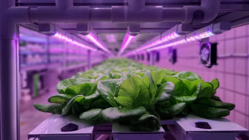 Cultivo hidropónico. Fundación BBVA.