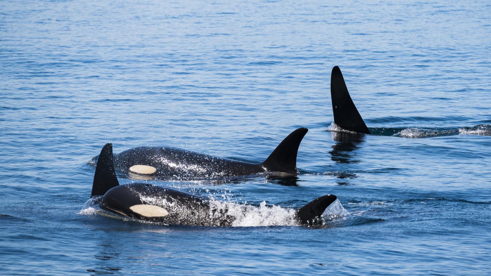 Imagen de archivo de una manada de orcas nadando en la costa de Rausu (Hokkaido, Japón).