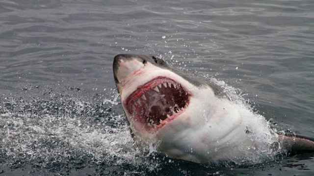Un tiburón en el momento de un ataque