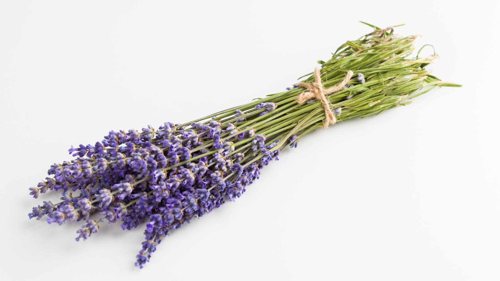 Planta de lavanda.