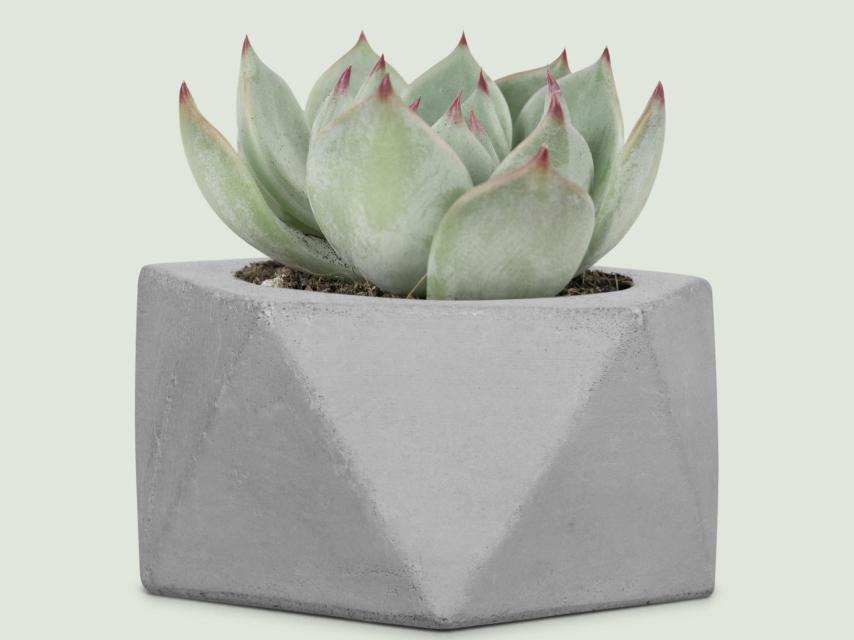 Planta de echeveria.