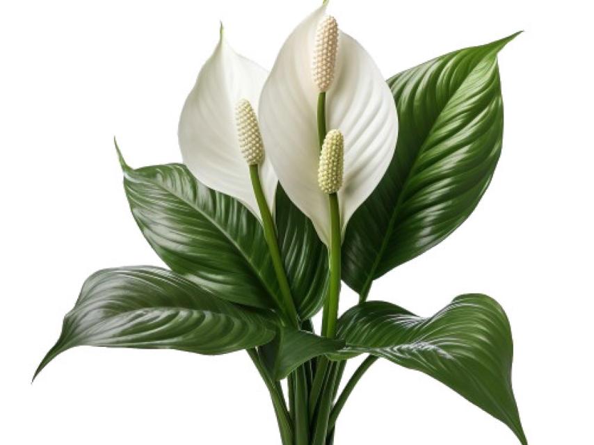 Planta de espatifilo.