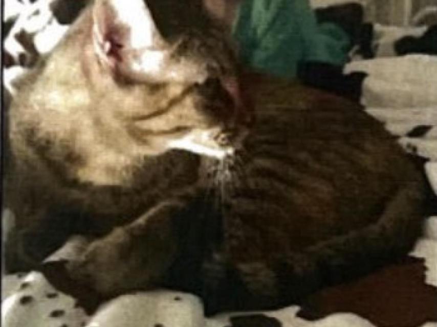 Cristina culpaba a su gato Valky de haberle echado mal de ojo a su bebé.