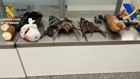 Incautados en Santiago animales disecados y vegetales en la bodega de un vuelo con origen Nigeria