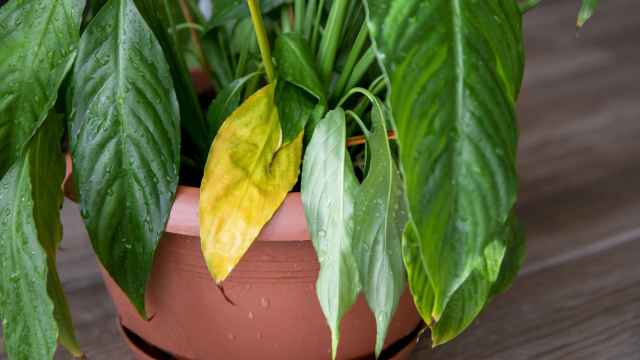 Adiós al color amarillo en tus plantas: el sencillo truco casero para que sus hojas vuelvan a estar verdes