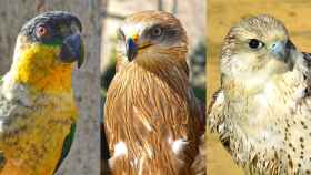 Las tres nuevas especies que han llegado a Terra Natura.
