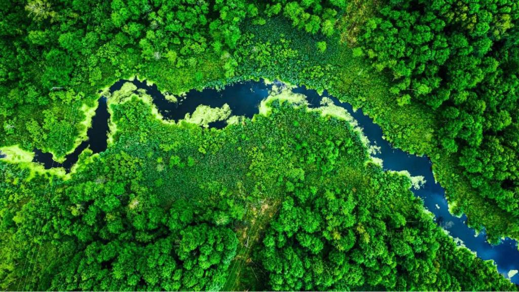 Imagen de archivo de un bosque.