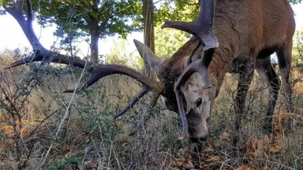 Imagen de archivo de un ciervo.