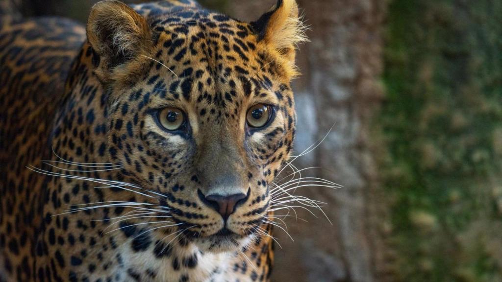 Una nueva pareja de leopardos de Sri Lanka llega a Bioparc Fuengirola.