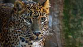 Una nueva pareja de leopardos de Sri Lanka llega a Bioparc Fuengirola.