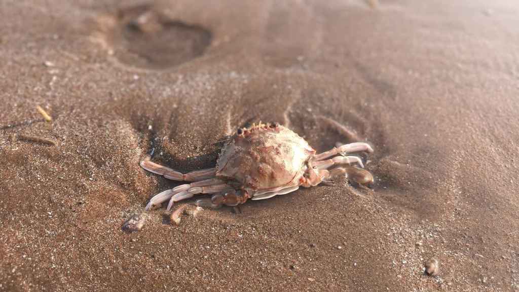 Un cangrejo en el arenal.