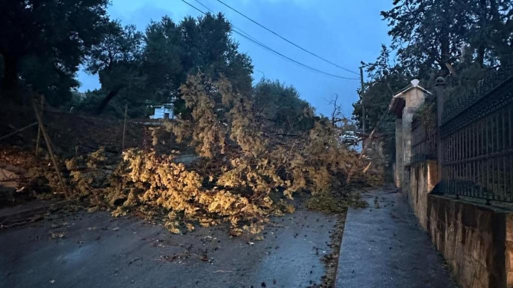 Otro árbol caído en Alhaurín de la Torre.