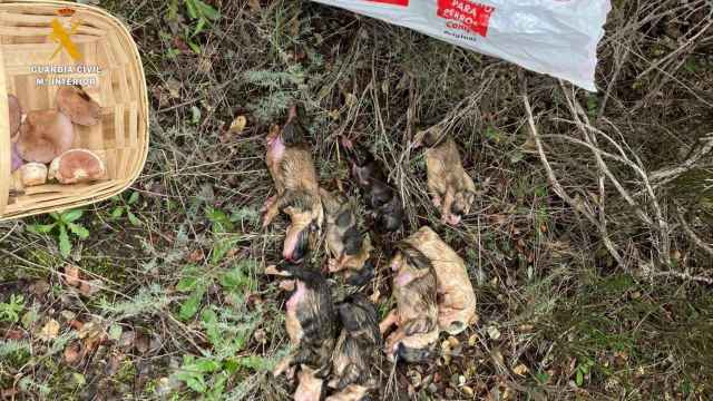 Imagen de los cachorros muertos encontrados en la provincia de Salamanca