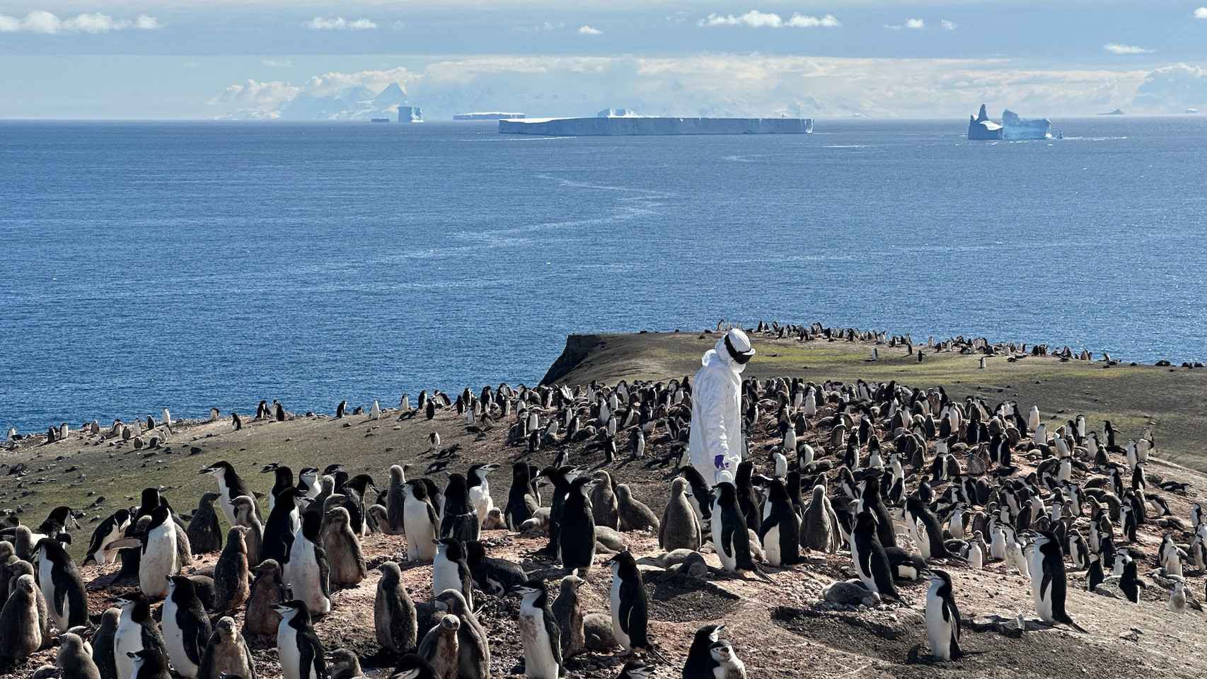Los virólogos recogen muestras ambientales en la pingüinera para analizarlas al día siguiente.