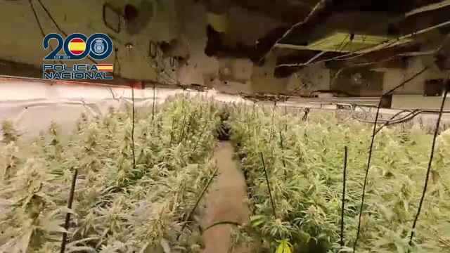Desmanteladas cuatro plantaciones de marihuana y un laboratorio de cocaína en Ajofrín (Toledo)