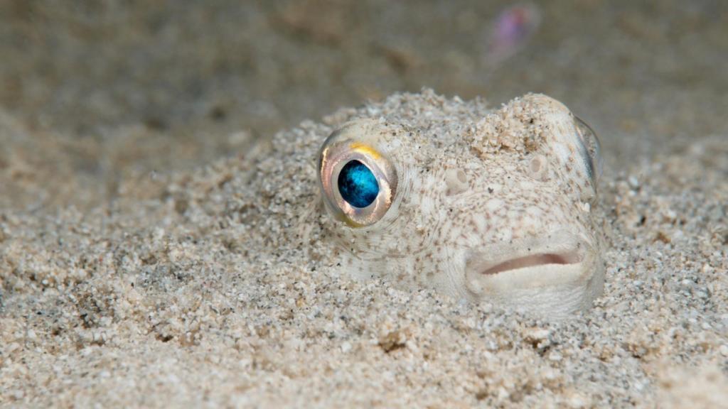 Este pez tóxico de las costas españolas es uno de los más peligrosos: no existe antídoto para su veneno