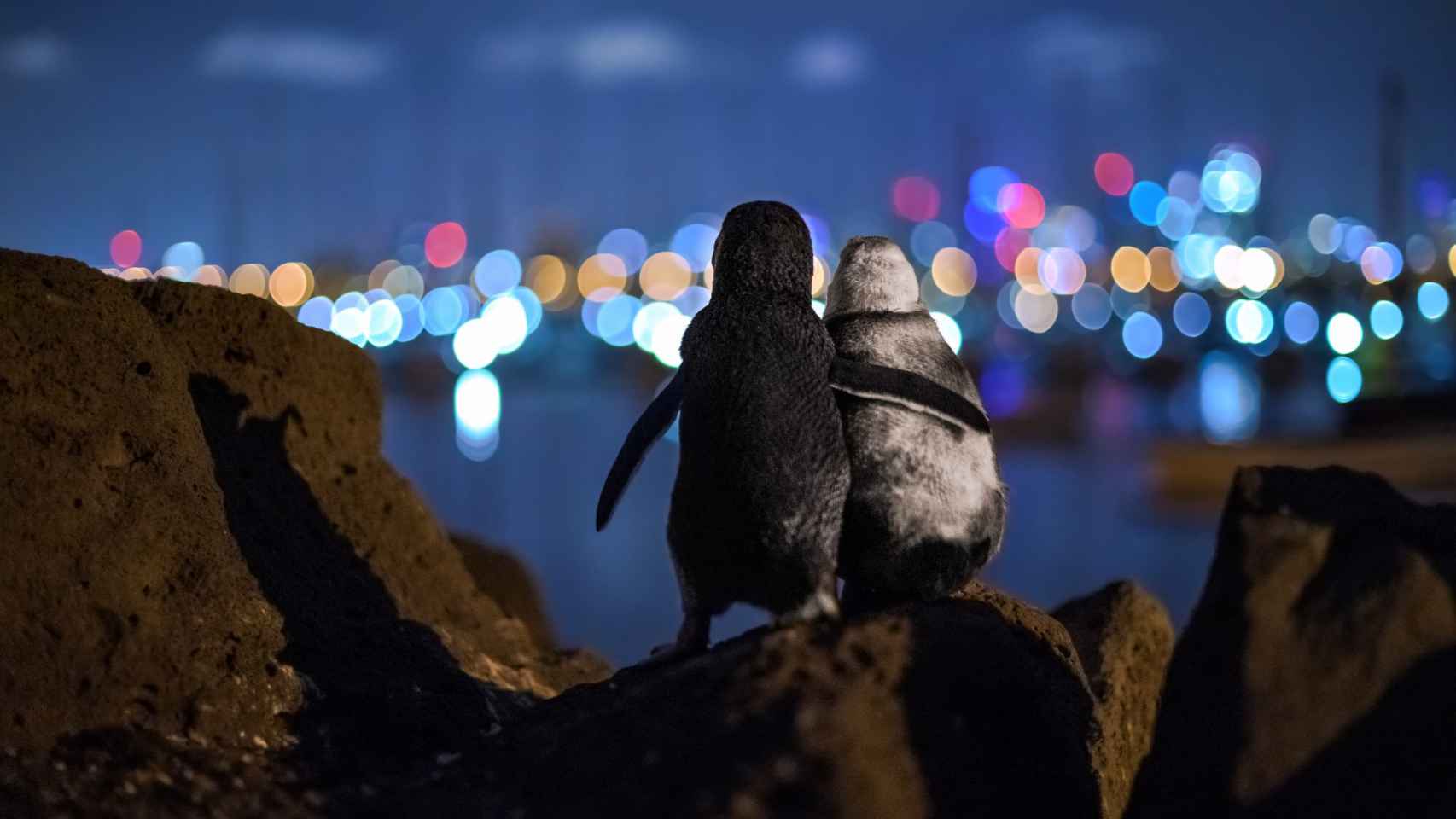 Dos pingüinos enanos viudos observan el paisaje de la noche de Melbourne.