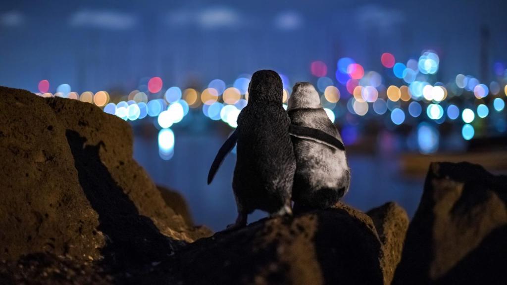 Dos pingüinos enanos viudos observan el paisaje de la noche de Melbourne.