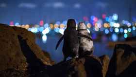 Dos pingüinos enanos viudos observan el paisaje de la noche de Melbourne.