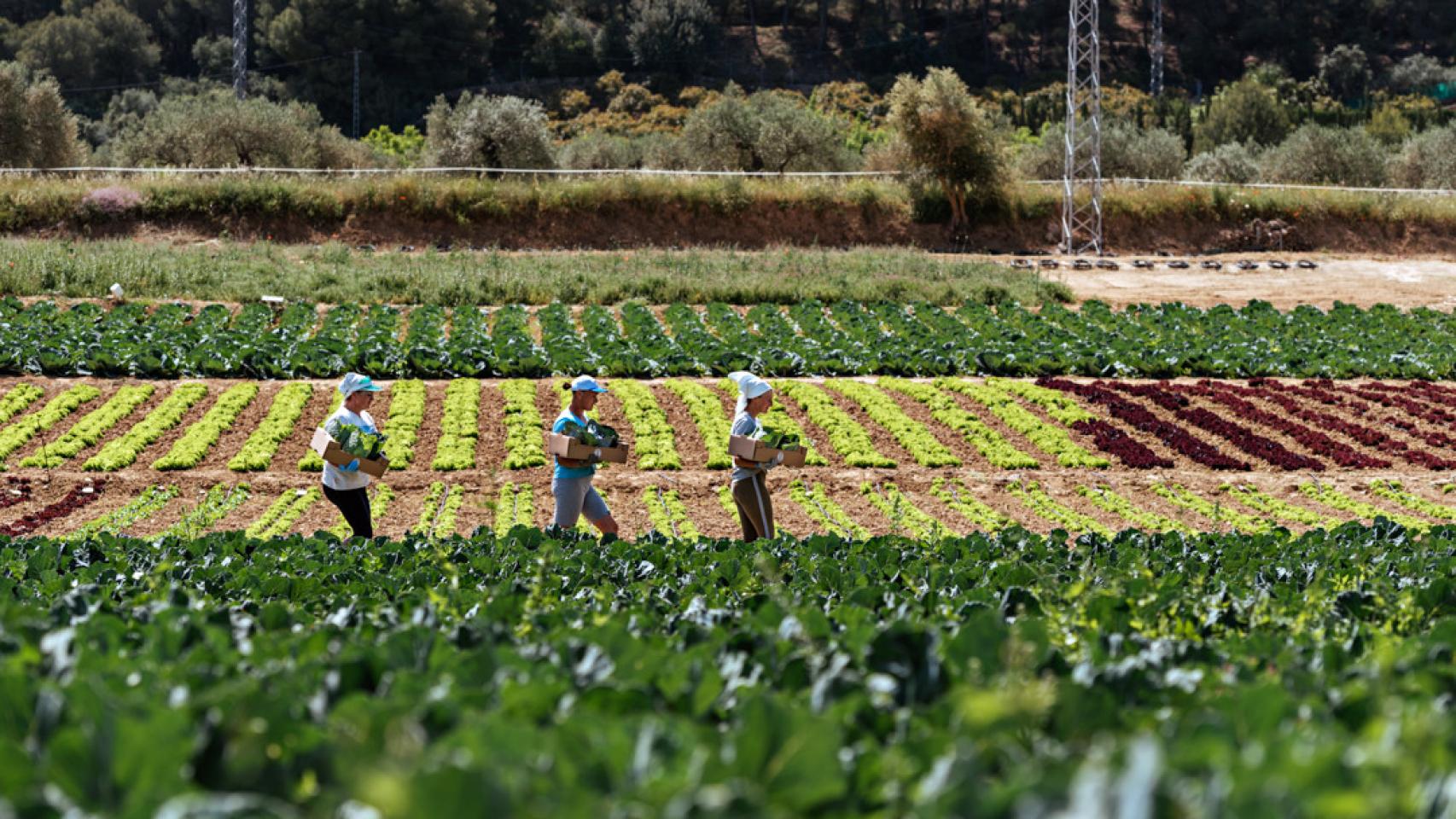 Una de las fincas de producción en el interior de Málaga.