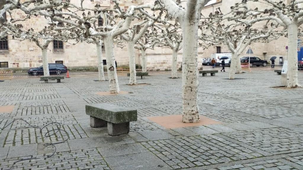 Uno de los nuevos alcorques instalados en Zamora