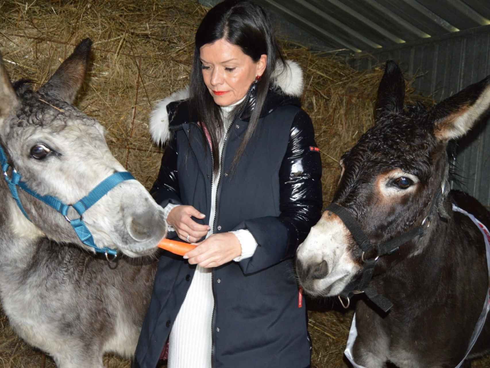 El burro más bonito de Galicia se llama Milucho, es de Mos y va a ser padre