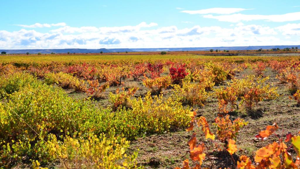 Viñedos en Cubillas de Santa Marta
