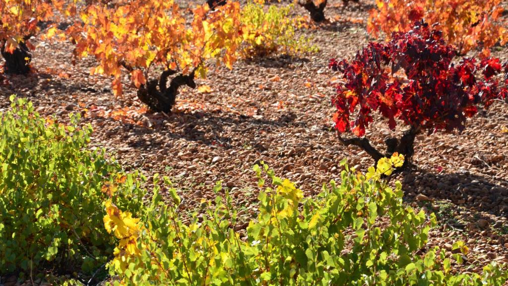 Viñas en Cubillas de Santa Marta