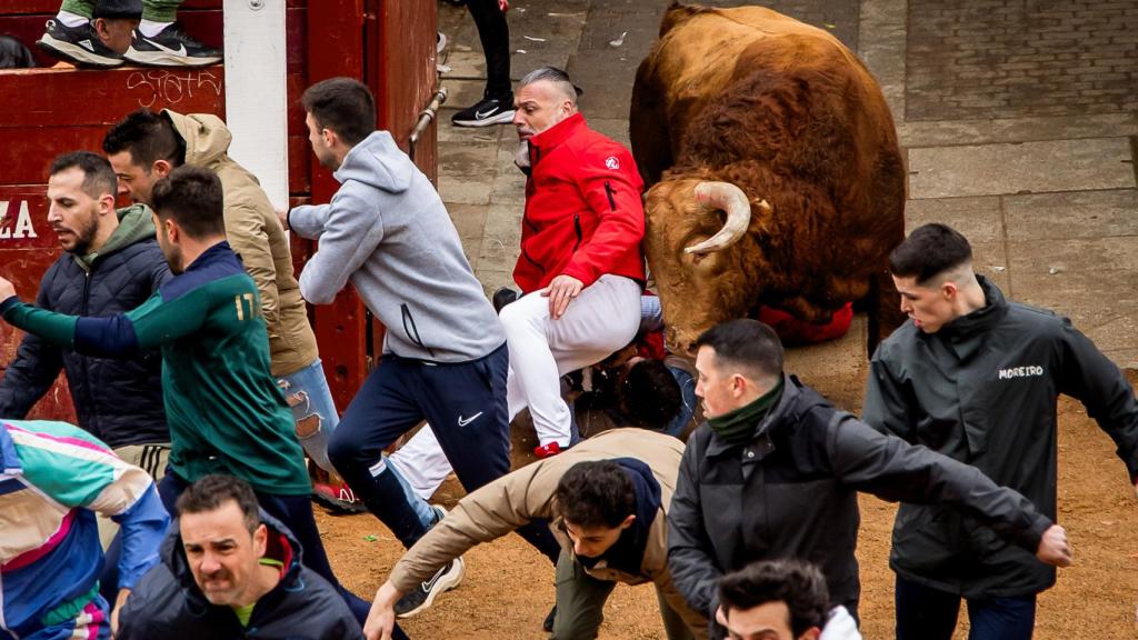 Vicente / ICAL. Carnaval del Toro de Ciudad Rodrigo en la jornada del sábado