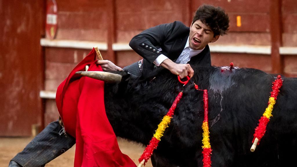 El novillero Julio Méndez, herido por una cornada en el muslo en Ciudad Rodrigo