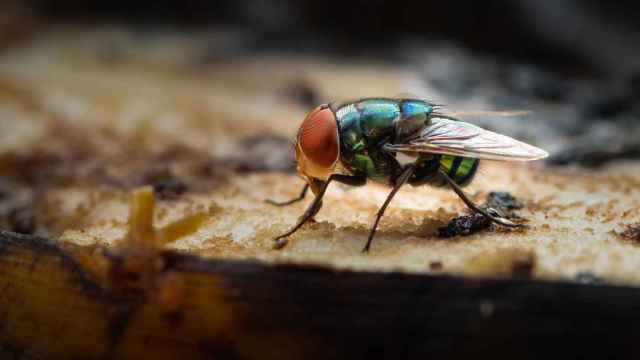 Así es la saliva o 'vómito' que expulsan las moscas para alimentarse de nuestra comida.