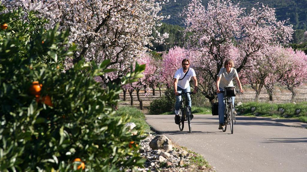 Dos ciclistas disfrutando del paisaje de los almendros de Alcalali.
