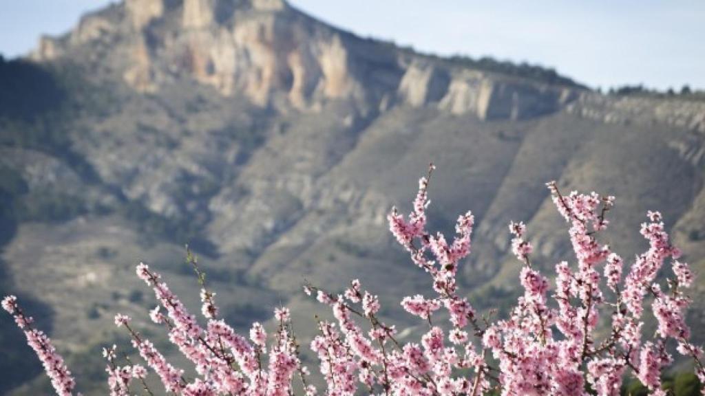 Los almendros de Xixona.