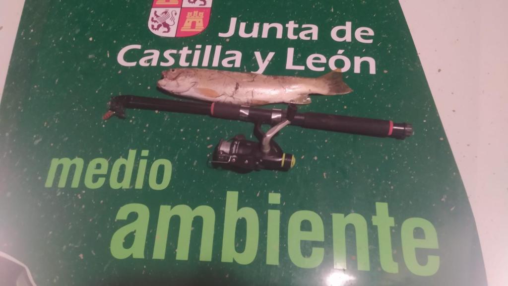 Ejemplar de trucha común capturada furtivamente en el río Ucero.