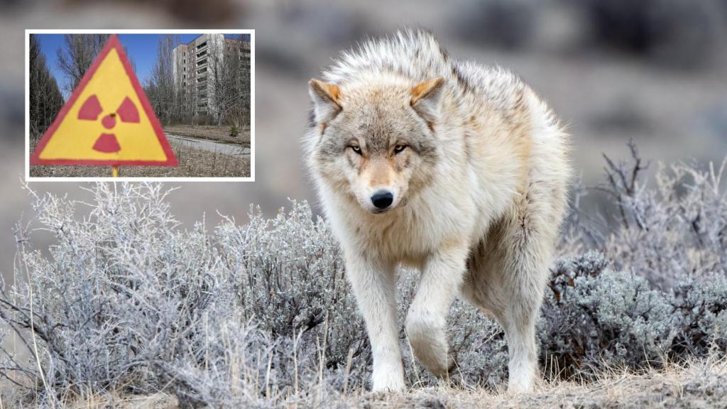 Imagen de archivo de un lobo junto a una de las señales de peligro por radioactividad en Chernóbil.