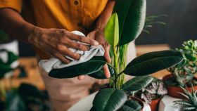 El sencillo truco con ajo en España para que todas tus plantas crezcan más rápido