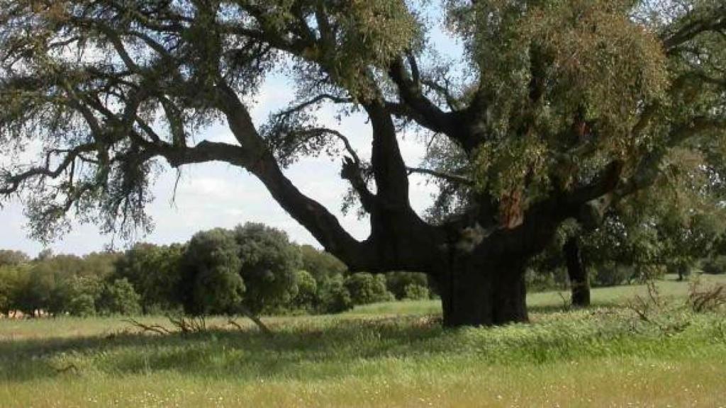 Alcornocal de Valdelosa