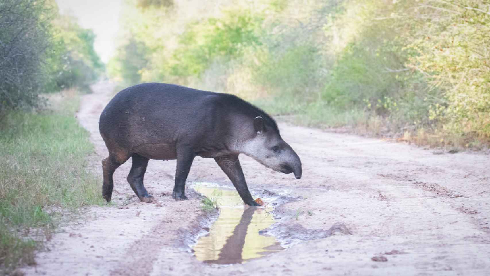 El tapir es una de las especies que puedes ver en el Parque Nacional.