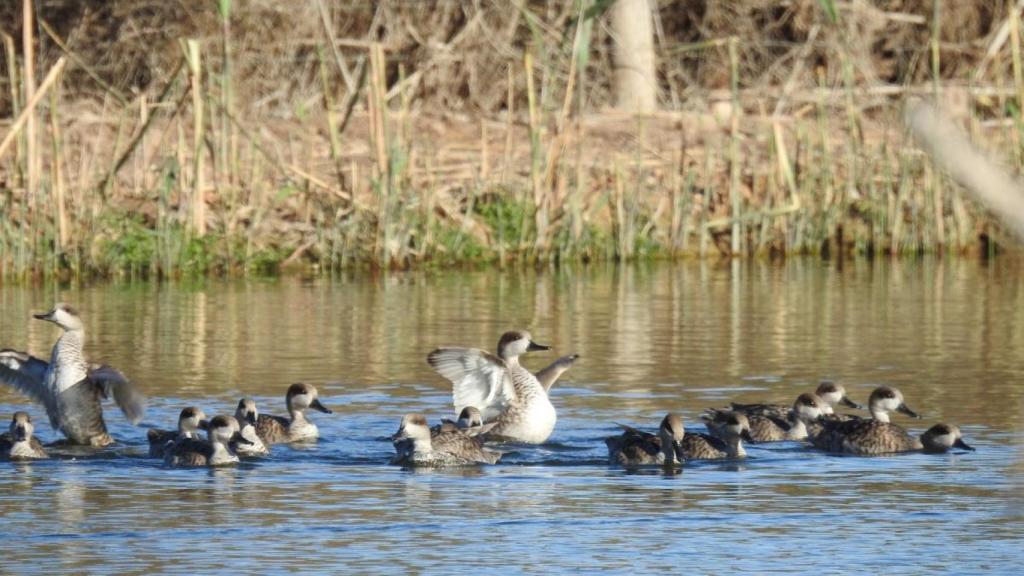 Cerceta pardilla en el Clot de Galvany.