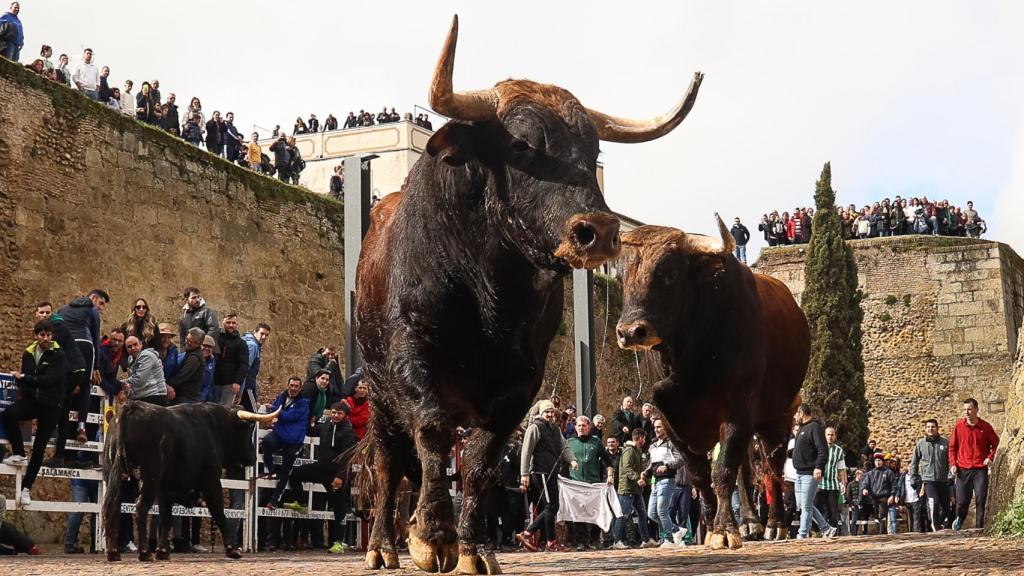 Imágenes del martes del Carnaval del Toro de Ciudad Rodrigo este martes