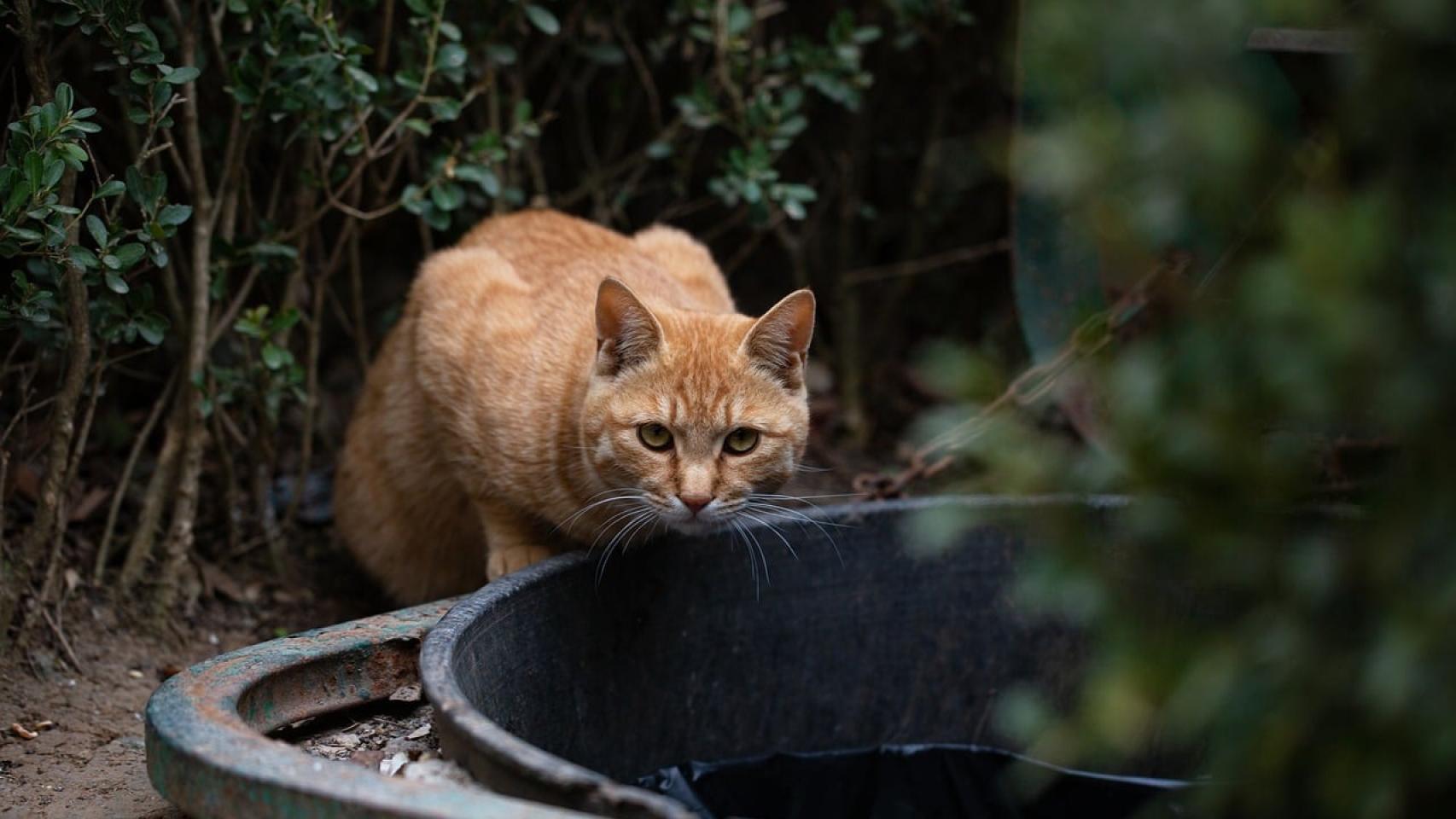 Gato callejero.