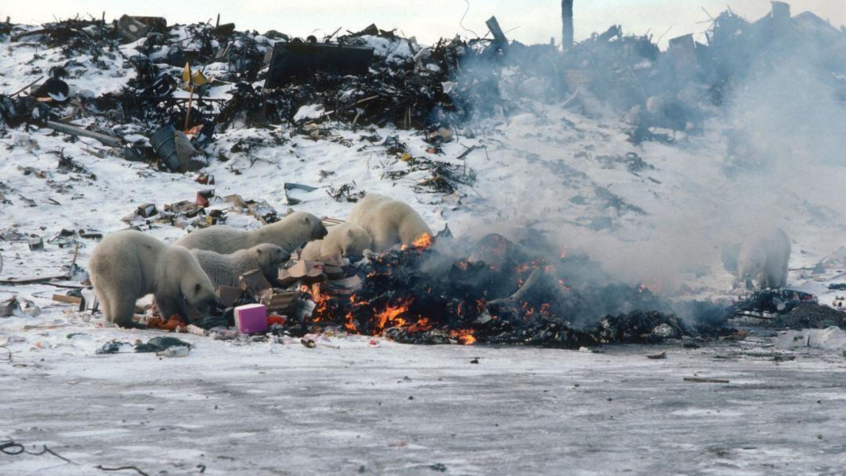 Los cachorros de osos polares mueren en la búsqueda de hielo